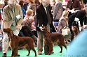 Crufts2011 227